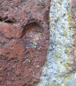 Linum AZ 5