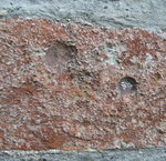 Linum AZ 3