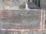 Goerlitz 6